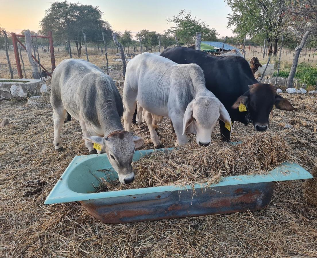 Tamboti Farm Accommodation Tsumeb Eksteriør bilde