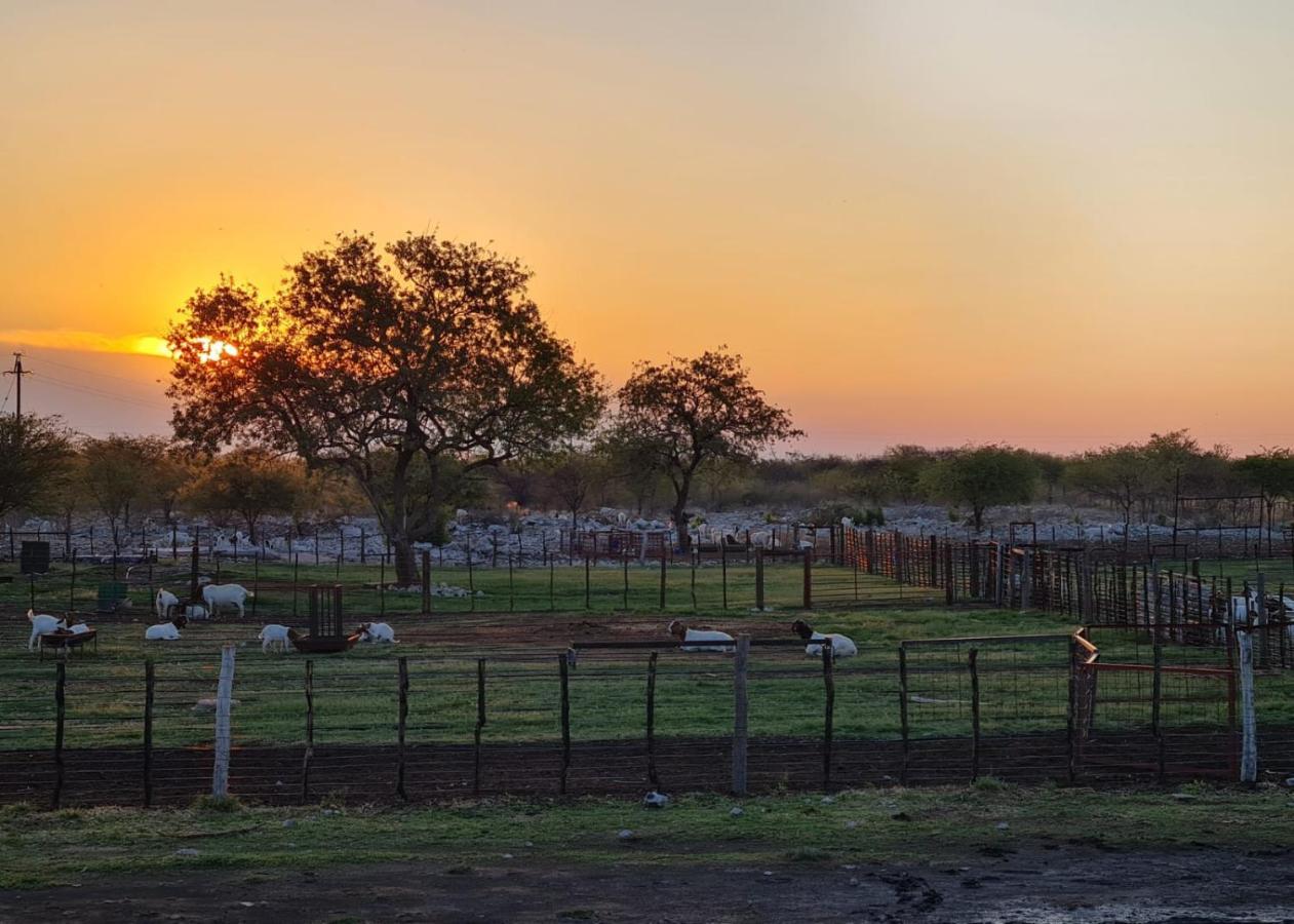 Tamboti Farm Accommodation Tsumeb Eksteriør bilde