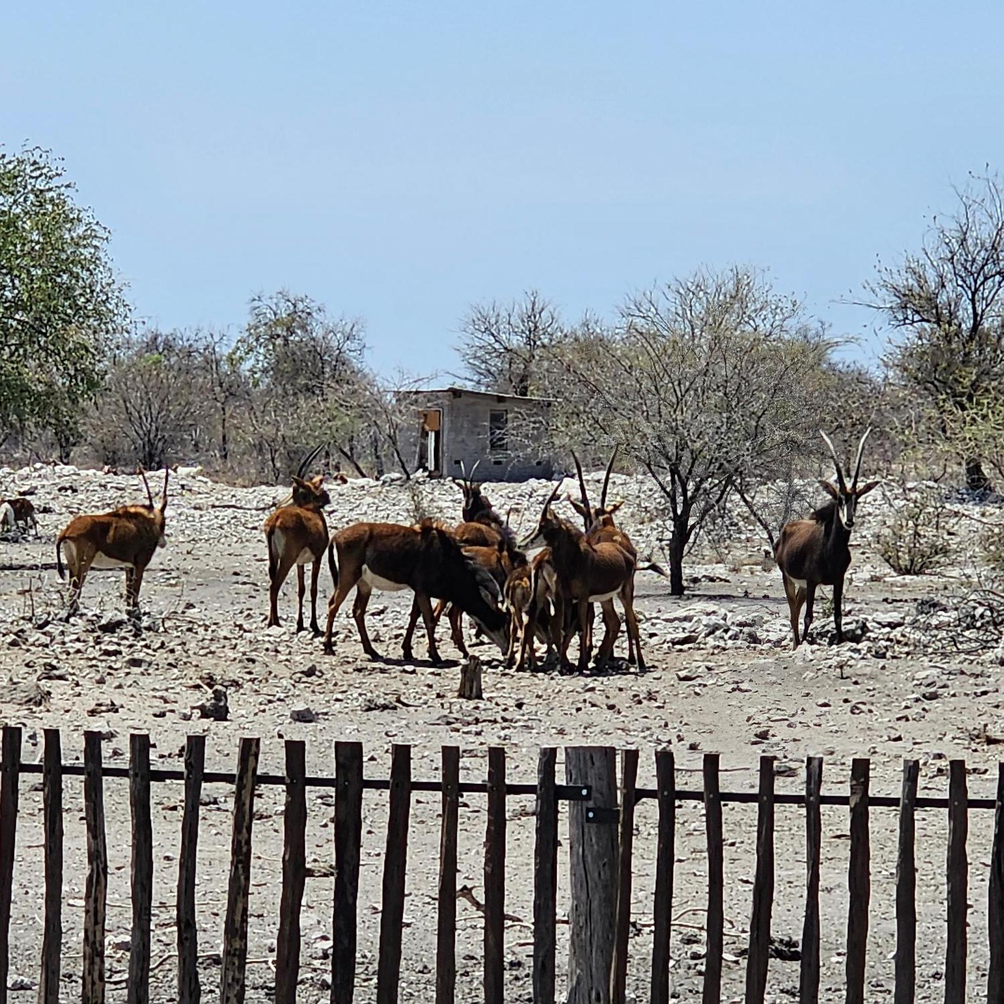 Tamboti Farm Accommodation Tsumeb Eksteriør bilde